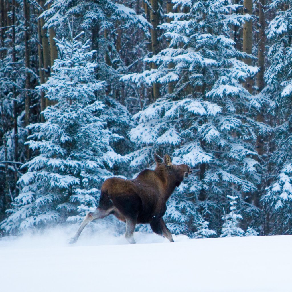 Moose in the nearby woods